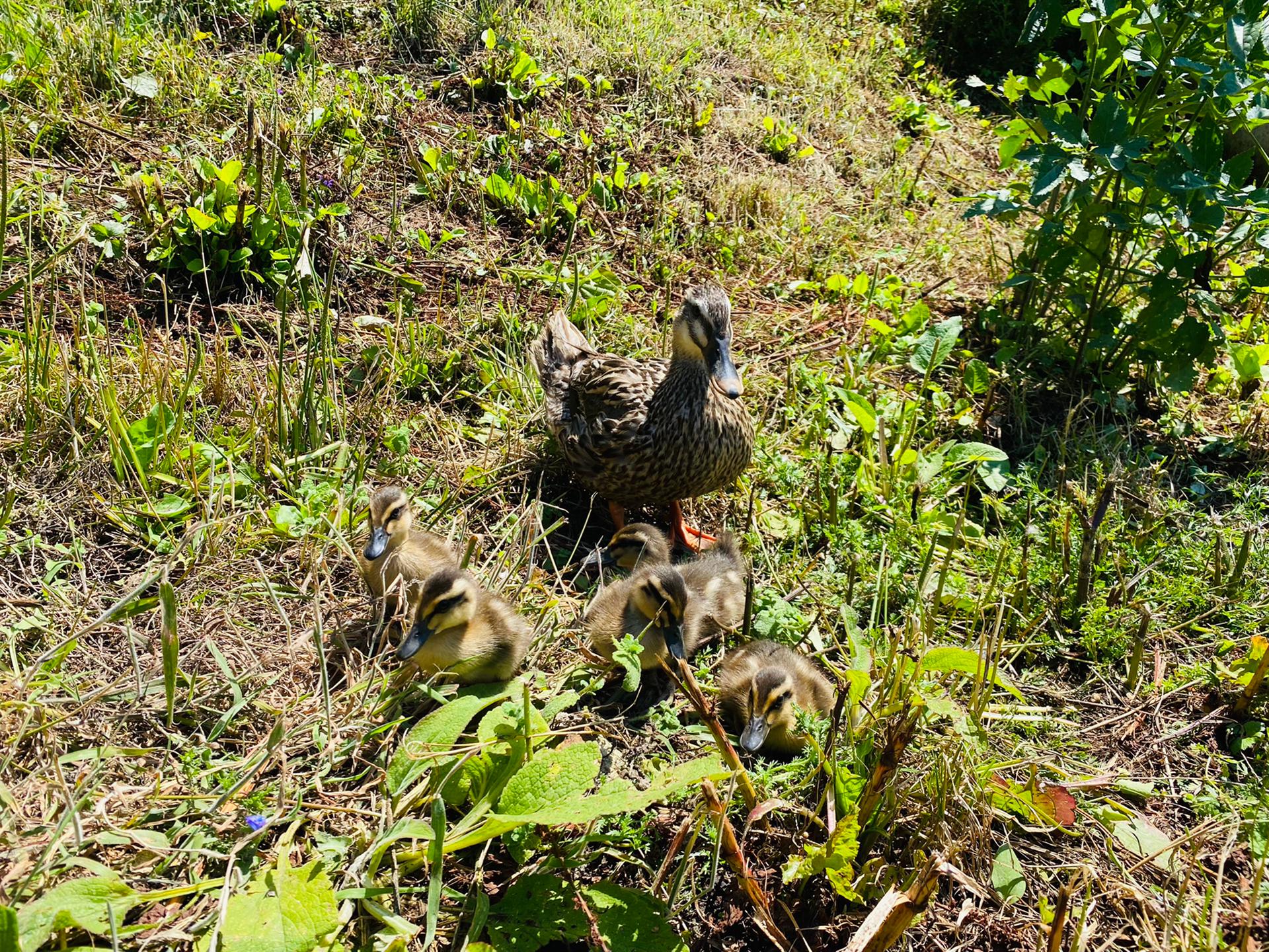 Our animals